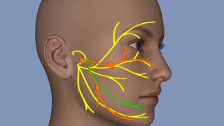 Understanding Facial Palsy [upl. by Nhguavoj]