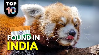 10 UNIQUE Animals Found in India 🇮🇳 [upl. by Corneille]