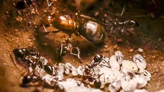 Best Of Ants  BBC Earth [upl. by Harlamert]