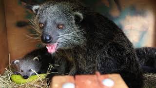 Baby Binturongs aka Bearcats at Perth Zoo [upl. by Barclay]