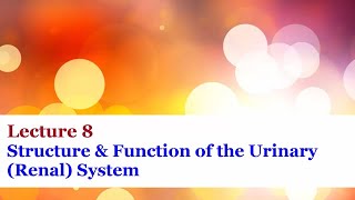 Lecture 8  Structure amp Function of the Urinary Renal System [upl. by Leirraj333]