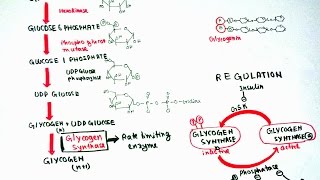 Glycogenesis [upl. by Aeiram85]