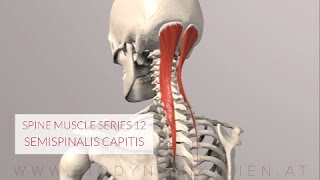 Spine Series 13 Neck Muscles Semispinalis Capitis 3D Animation [upl. by Lia]