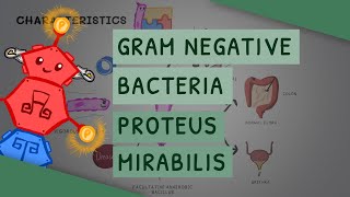 Gram Negative Bacteria Proteus Mirabilis [upl. by Barnaby]