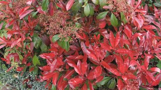 Photinia red robin spring or summer trim  prune [upl. by Aube]