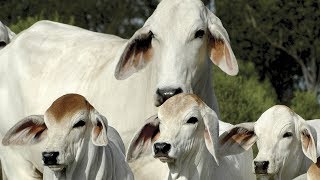 Brahman Beef Cattle  Heat Tolerant Survivors [upl. by Ottavia]