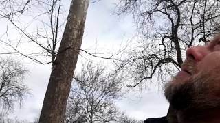 American Sycamore Tree Identification  Platanus occidentalis [upl. by Long]