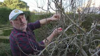 How to prune an advanced pear tree [upl. by Arabelle]