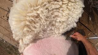 How to shear sheep go pro view [upl. by Ainnat]