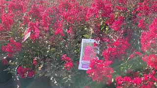 Lagerstroemia Double Feature® GORGEOUS💥 REBLOOMING Crape Myrtle Long Blooming  Colorful Foliage [upl. by Carolus96]