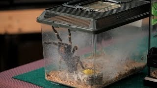 How to Clean the Terrarium  Pet Tarantulas [upl. by Jemmie]