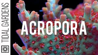 Acropora Coral Care Tips [upl. by Gus796]