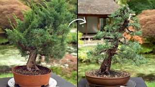 Learn how to create a Juniper Bonsai tree [upl. by Eveleen]