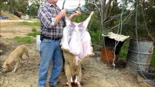 Homesteading  Slaughtering and Butchering Lambs  Part One [upl. by Okram]