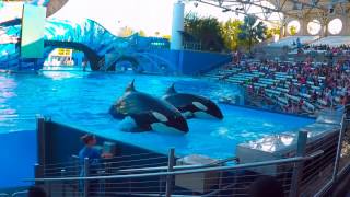 HD Blackfish Full Movie [upl. by Ralyt]