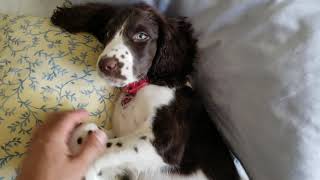 English Springer Spaniel Puppy 1 [upl. by Tichon316]