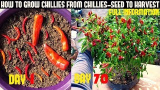 How To Grow Chillies At Home100 chillies per plantSeed To Harvest [upl. by Eniamrahs333]