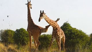 Funniest Giraffes Fighting Ever [upl. by Alya]