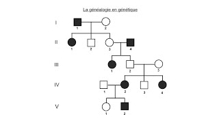 La généalogie en génétique [upl. by Nuahsel]