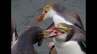 MACQUARIE ISLAND Australia Part 2 [upl. by Nnylirret]