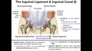 Anatomy  The Inguinal Ligament amp Inguinal Canal [upl. by Auhso]