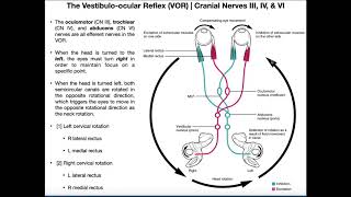 Vestibuloocular Reflex VOR  Structure amp Physiology [upl. by Julianne]