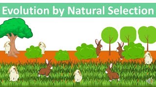 Evolution by Natural Selection updated [upl. by Yecal141]