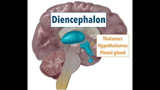 Diencephalon THALAMUS HYPOTHALAMUS PINEAL GLAND [upl. by Millford462]