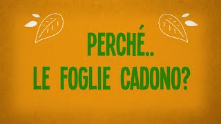 Perché le foglie cadono [upl. by Dodie]