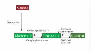 Glycogen Synthesis and Degradation [upl. by Alvina]