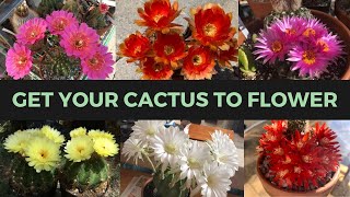 How to Make a Cactus Bloom ABUNDANTLY  Cactus Collection [upl. by Steele]