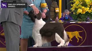 Spaniels English Springer  Breed Judging 2020 [upl. by Granoff]