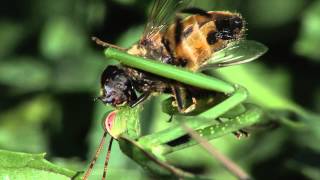 Praying Mantis eats fly alive [upl. by Kirbie13]