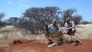 Lion hunting video in South Africa with Limcroma Safaris [upl. by Assirrac712]