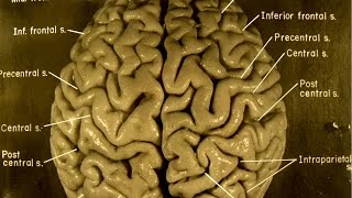 Take A Guided Tour Of Einsteins Brain [upl. by Carlye]