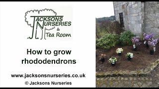 How to Grow Rhododendrons [upl. by Staci]