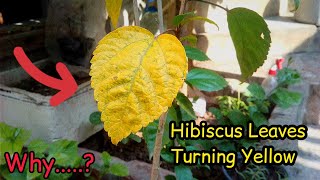 6 Reasons  Why the Hibiscus Plant Leaves Turning Yellow  PureGreenycom [upl. by Bledsoe]