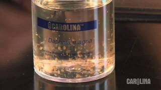 How to Care for Daphnia [upl. by Kotta]