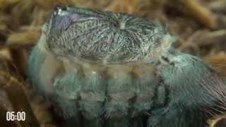 Tarantula molting is like alien from science fiction movie A must watch [upl. by Nohcim87]