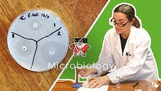 Microbiology  GCSE Science Required Practical Triple [upl. by Sicard]