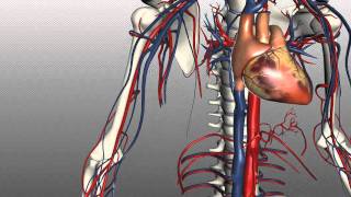 Veins of the body  PART 1  Anatomy Tutorial [upl. by Elspet15]