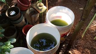 How to grow Green Water Algae [upl. by Nylirej]