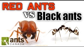 WHO WINS RED ANTS VS BLACK ANTS [upl. by Lama]