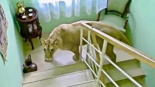 This Is How Wild Animals Invade People Homes [upl. by Nelag]