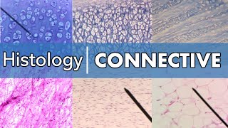 Histology  Connective Tissue [upl. by Broome]