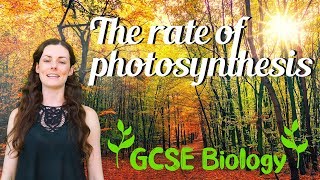 The Rate of Photosynthesis  GCSE Biology [upl. by Arnon839]