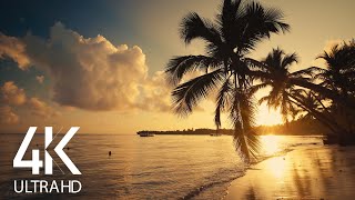 8 HOURS Calm Ocean Waves Sounds  Tropical Beach Sunrise 4K Video [upl. by Enneiviv190]