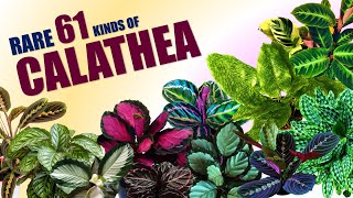 RARE 61 CALATHEA VARIETIES  HERB STORIES [upl. by Harak]