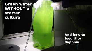 Green Water WITHOUT a Starter Culture  From Scratch  How To [upl. by Anana]