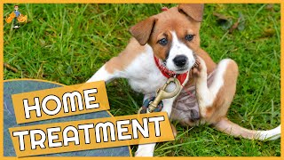 Dog Skin Allergy Home Remedies  Cure their Itch [upl. by Nassir]